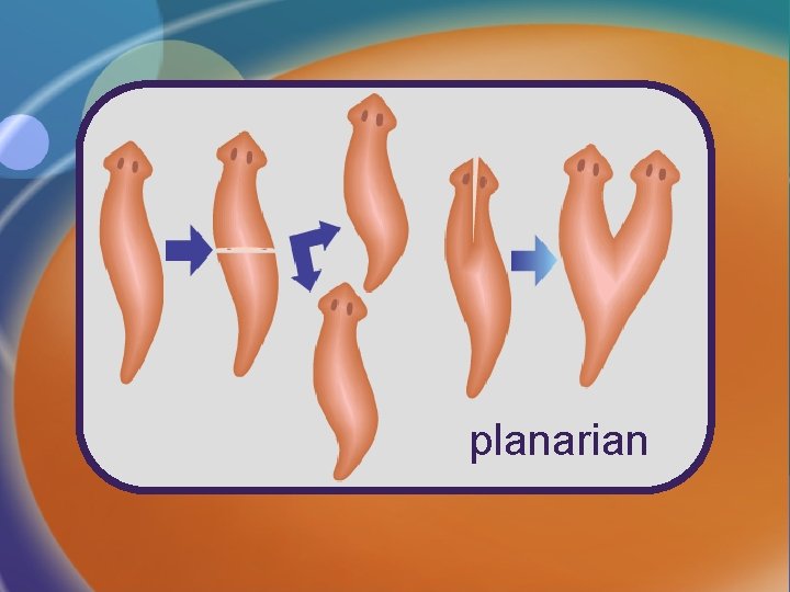 planarian 