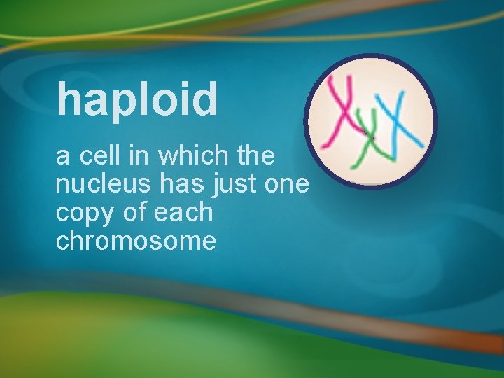 haploid a cell in which the nucleus has just one copy of each chromosome