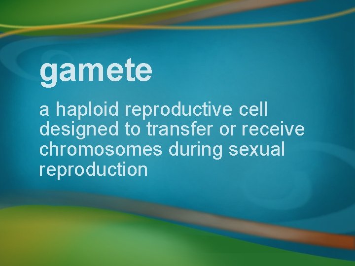 gamete a haploid reproductive cell designed to transfer or receive chromosomes during sexual reproduction