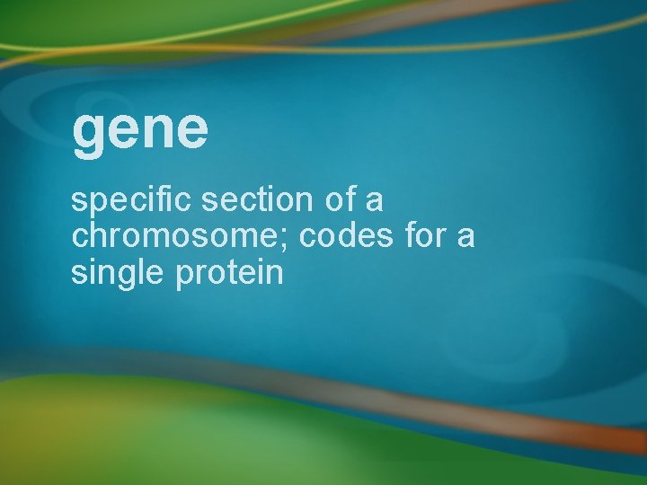 gene specific section of a chromosome; codes for a single protein 