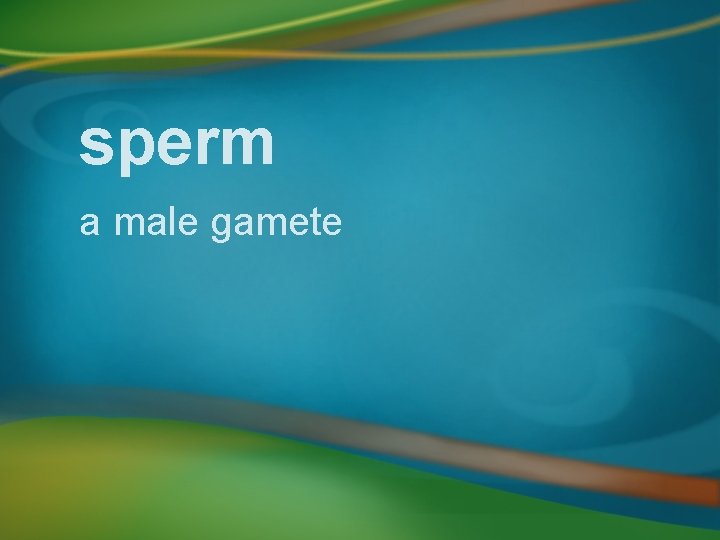 sperm a male gamete 