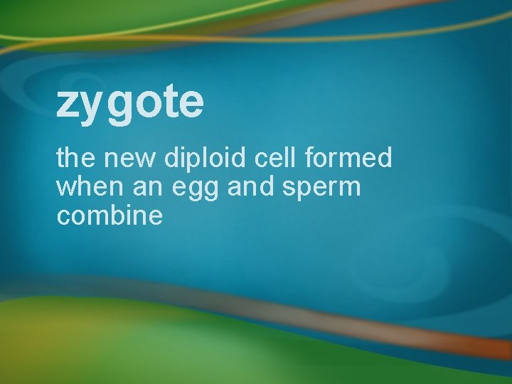 zygote the new diploid cell formed when an egg and sperm combine 