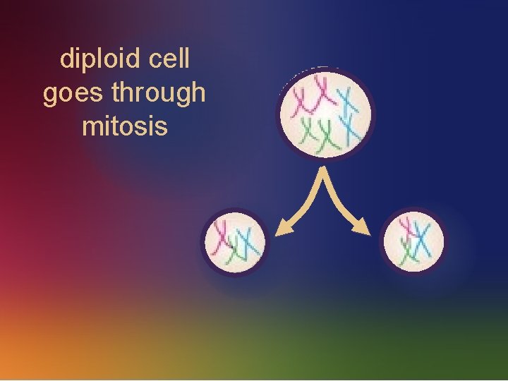 diploid cell goes through mitosis 