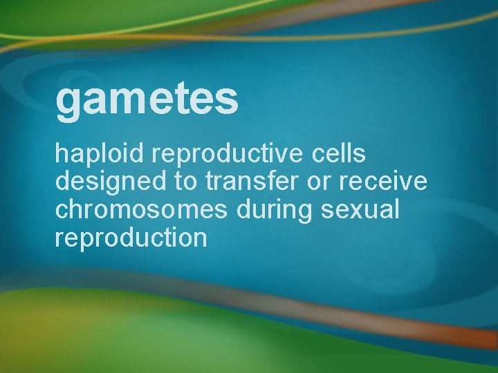 gametes haploid reproductive cells designed to transfer or receive chromosomes during sexual reproduction 