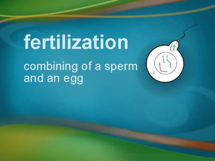 fertilization combining of a sperm and an egg 