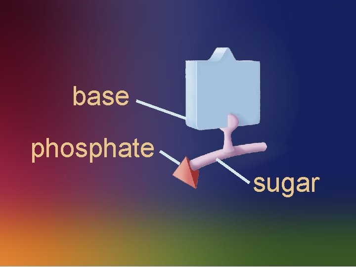 base phosphate sugar 