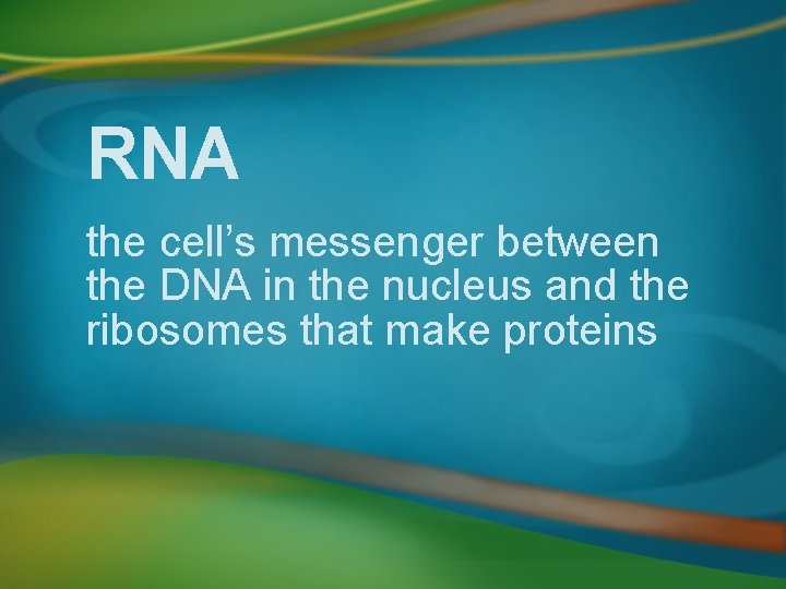 RNA the cell’s messenger between the DNA in the nucleus and the ribosomes that