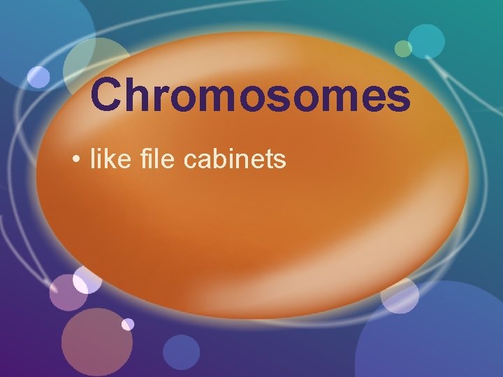 Chromosomes • like file cabinets 