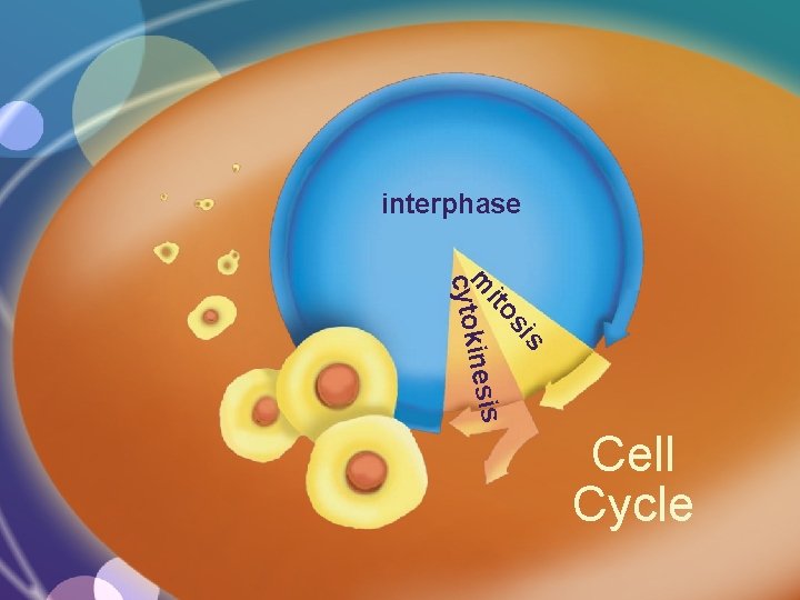 interphase s si ito m inesis cytok Cell Cycle 