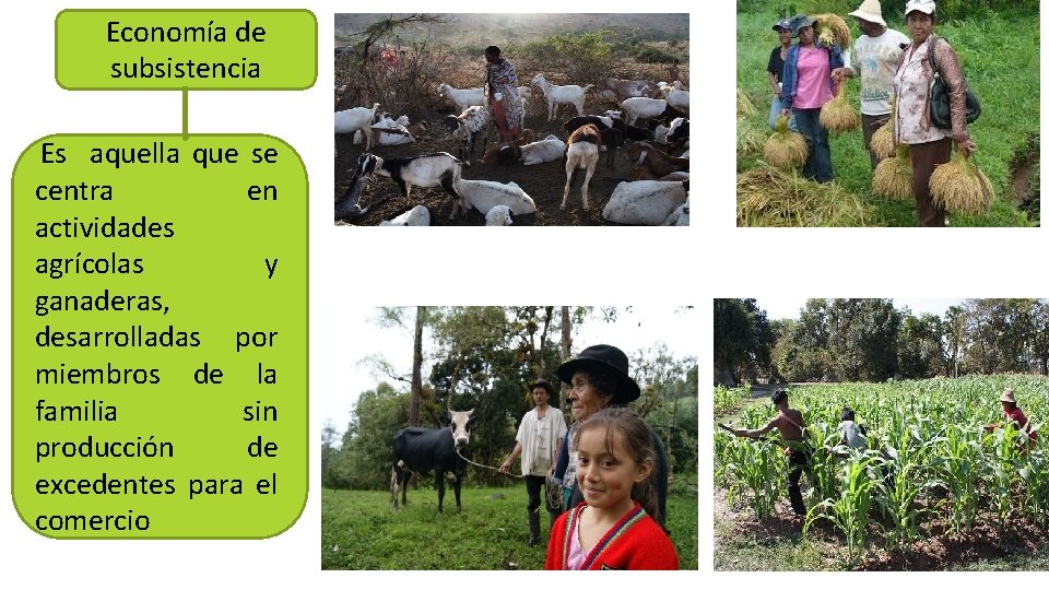 Economía de subsistencia Es aquella que se centra en actividades agrícolas y ganaderas, desarrolladas