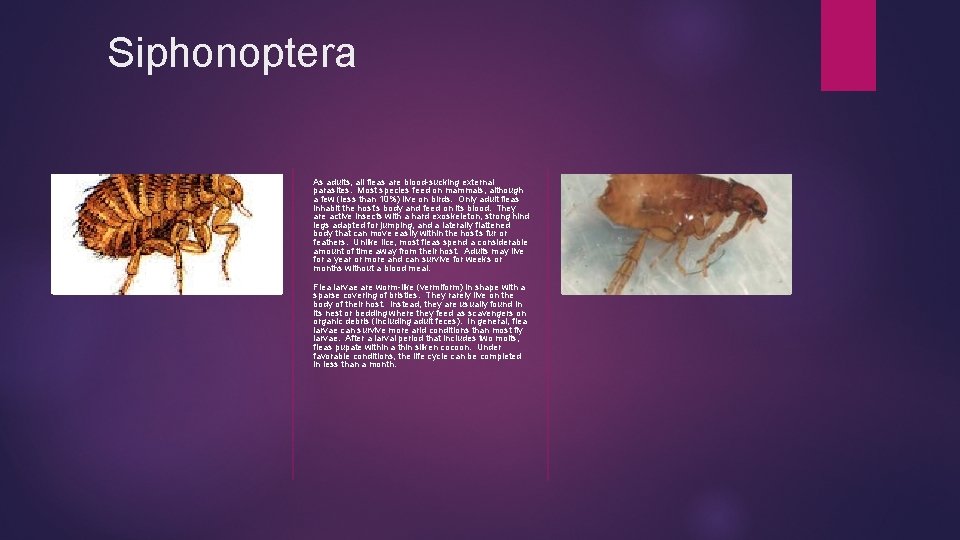 Siphonoptera As adults, all fleas are blood-sucking external parasites. Most species feed on mammals,