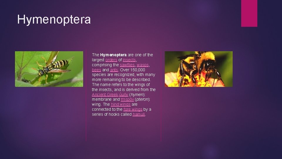 Hymenoptera The Hymenoptera are one of the largest orders of insects, comprising the sawflies,