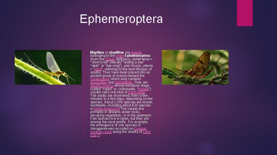 Ephemeroptera Mayflies or shadflies are insects belonging to the order Ephemeroptera (from the Greek