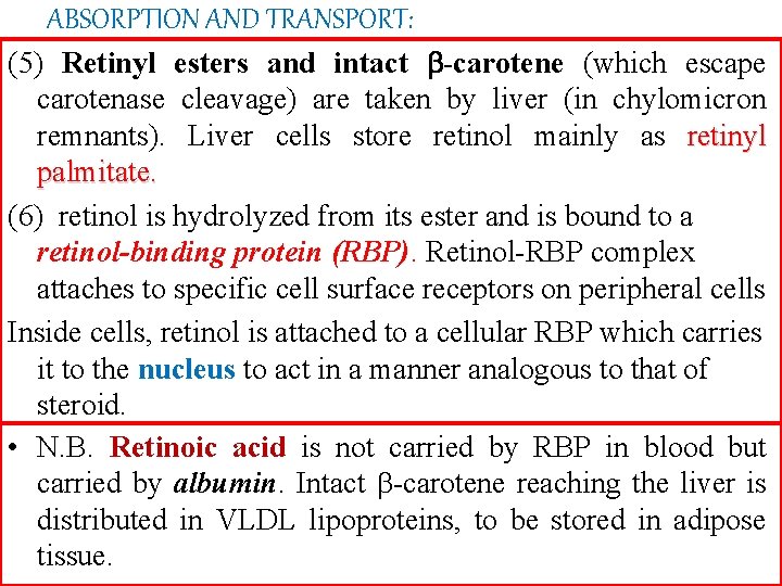 ABSORPTION AND TRANSPORT: (5) Retinyl esters and intact -carotene (which escape carotenase cleavage) are