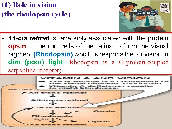 (1) Role in vision (the rhodopsin cycle): • 11 -cis retinal is reversibly associated