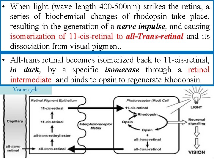  • When light (wave length 400 -500 nm) strikes the retina, a series