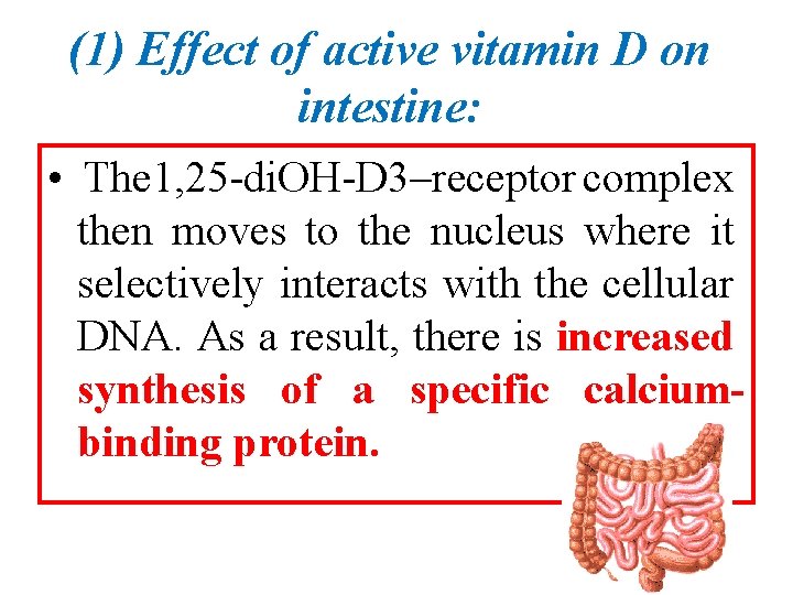 (1) Effect of active vitamin D on intestine: • The 1, 25 -di. OH-D