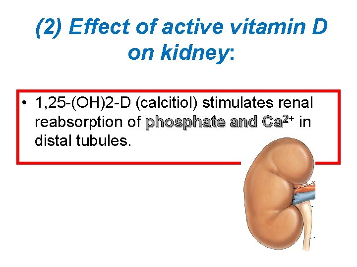 (2) Effect of active vitamin D on kidney: • 1, 25 -(OH)2 -D (calcitiol)