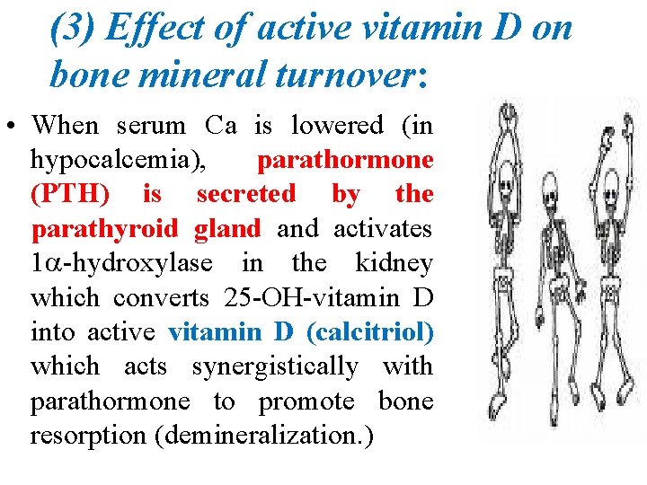 (3) Effect of active vitamin D on bone mineral turnover: • When serum Ca