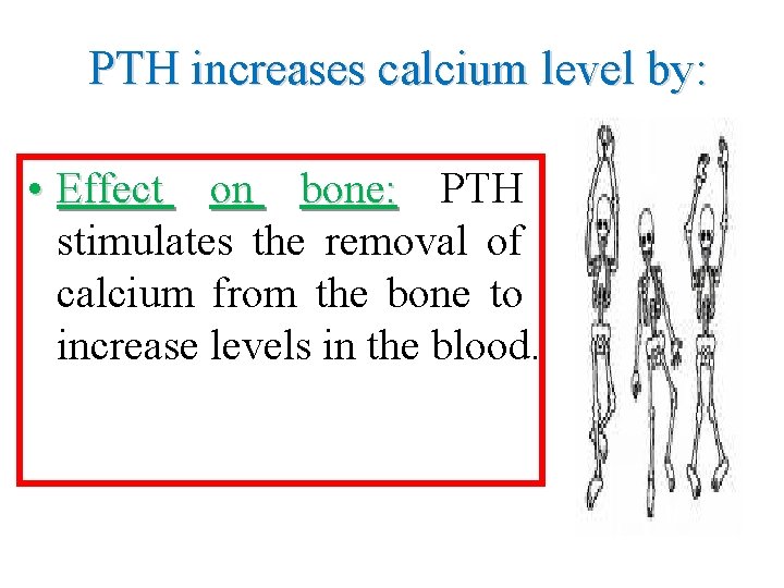 PTH increases calcium level by: • Effect on bone: PTH stimulates the removal of