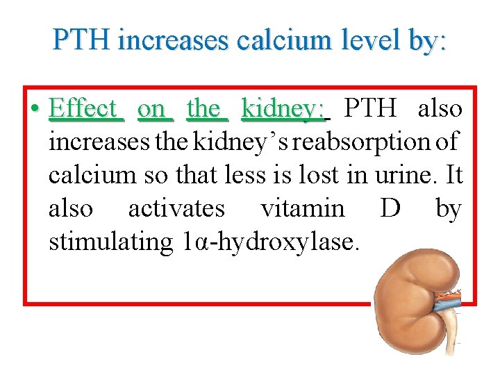 PTH increases calcium level by: • Effect on the kidney: PTH also increases the