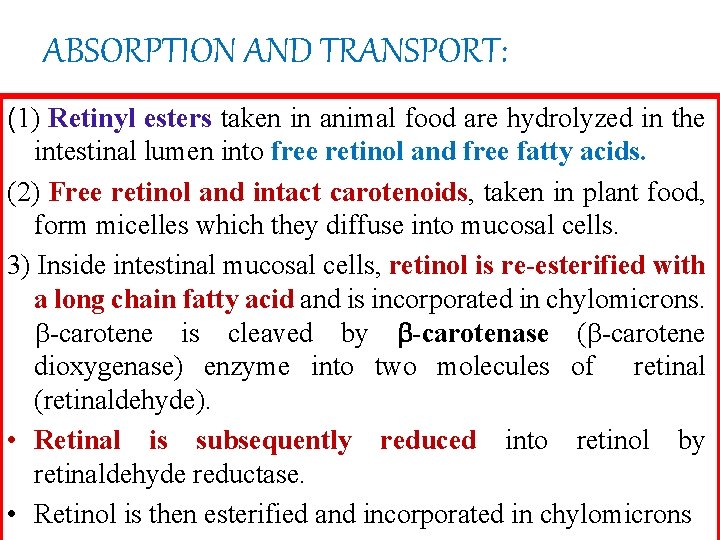 ABSORPTION AND TRANSPORT: (1) Retinyl esters taken in animal food are hydrolyzed in the