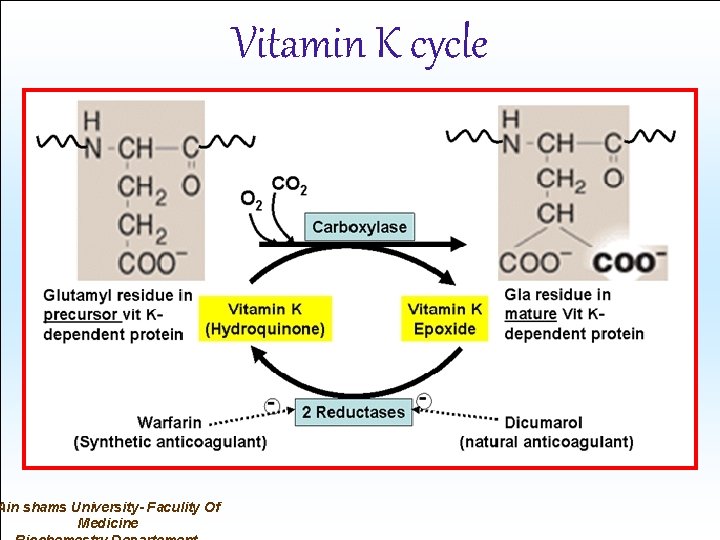 Ain shams University- Faculity Of Medicine Vitamin K cycle 