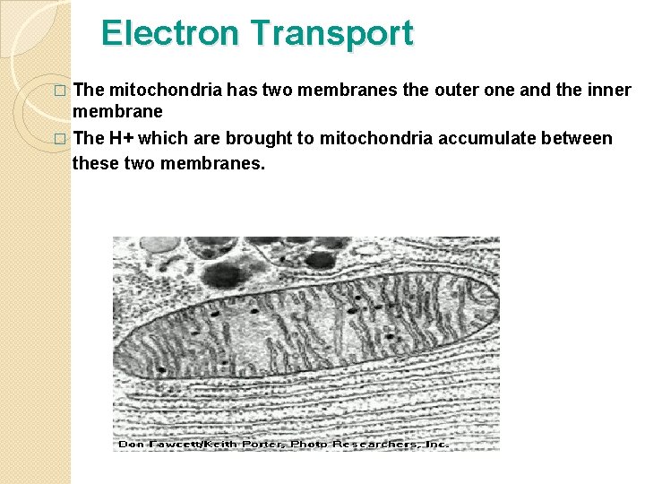 Electron Transport � The mitochondria has two membranes the outer one and the inner