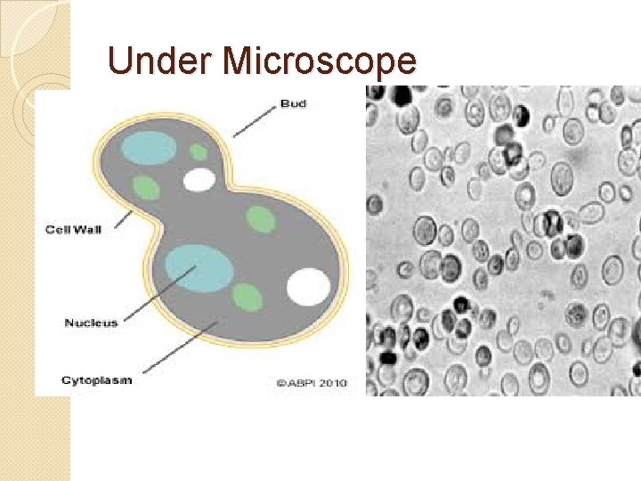 Under Microscope 