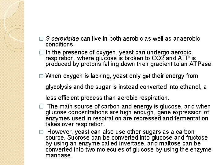 S cerevisiae can live in both aerobic as well as anaerobic conditions. � In