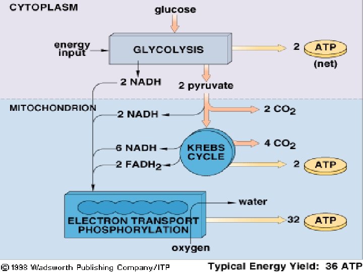 Copyright Cmassengale 