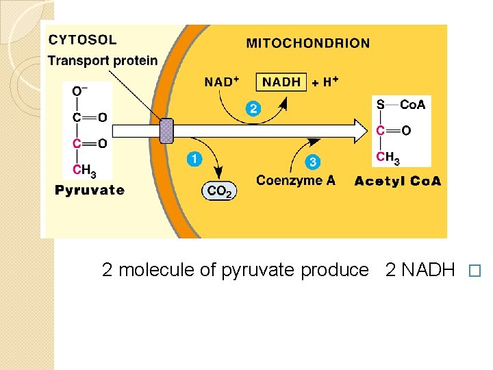 2 molecule of pyruvate produce 2 NADH � 