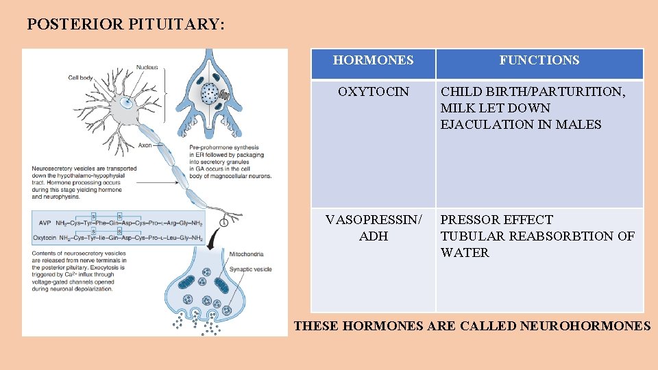 POSTERIOR PITUITARY: HORMONES OXYTOCIN VASOPRESSIN/ ADH FUNCTIONS CHILD BIRTH/PARTURITION, MILK LET DOWN EJACULATION IN