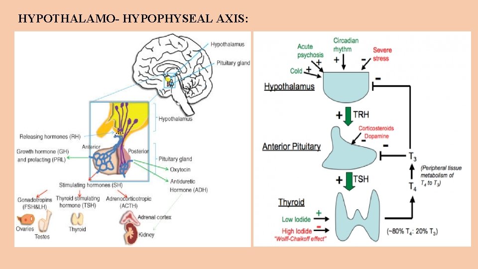 HYPOTHALAMO- HYPOPHYSEAL AXIS: 