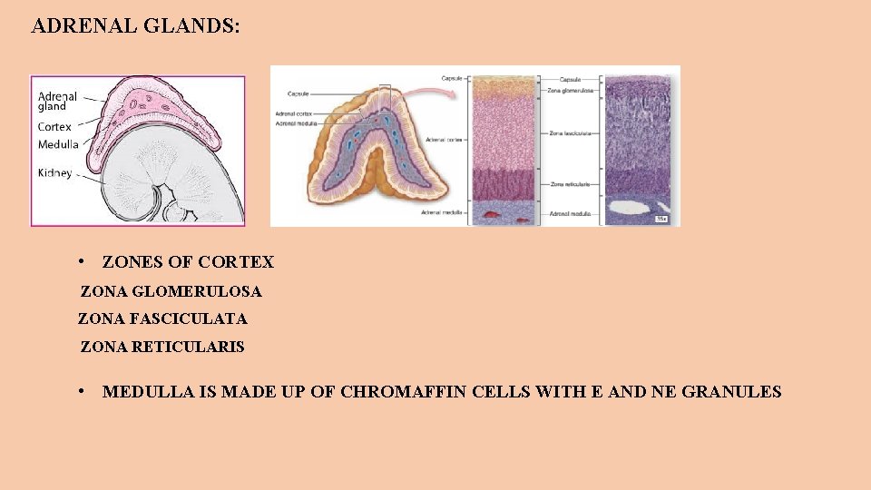 ADRENAL GLANDS: • ZONES OF CORTEX ZONA GLOMERULOSA ZONA FASCICULATA ZONA RETICULARIS • MEDULLA