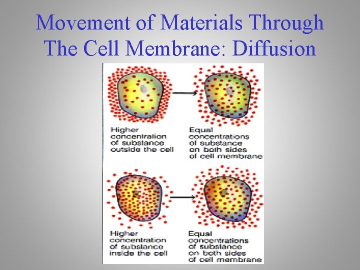 Movement of Materials Through The Cell Membrane: Diffusion 