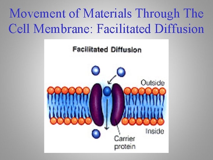 Movement of Materials Through The Cell Membrane: Facilitated Diffusion 