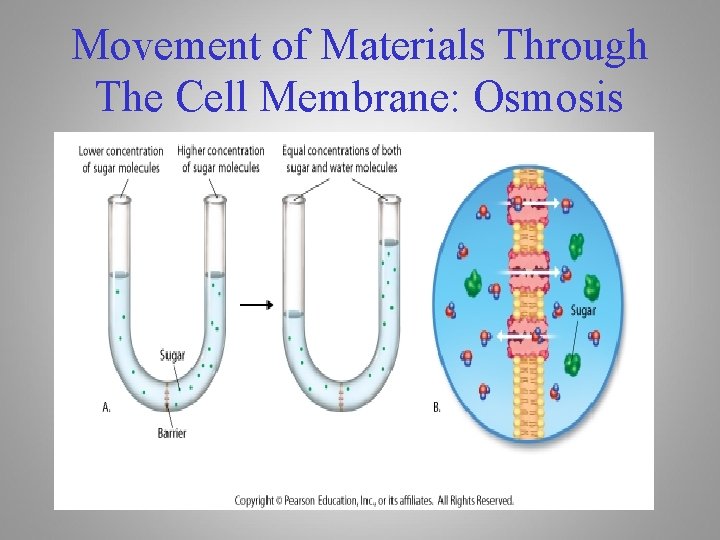 Movement of Materials Through The Cell Membrane: Osmosis 