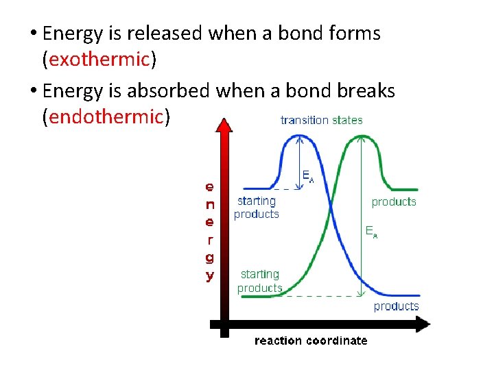  • Energy is released when a bond forms (exothermic) • Energy is absorbed