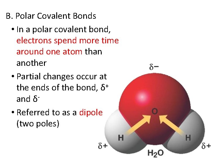 B. Polar Covalent Bonds • In a polar covalent bond, electrons spend more time