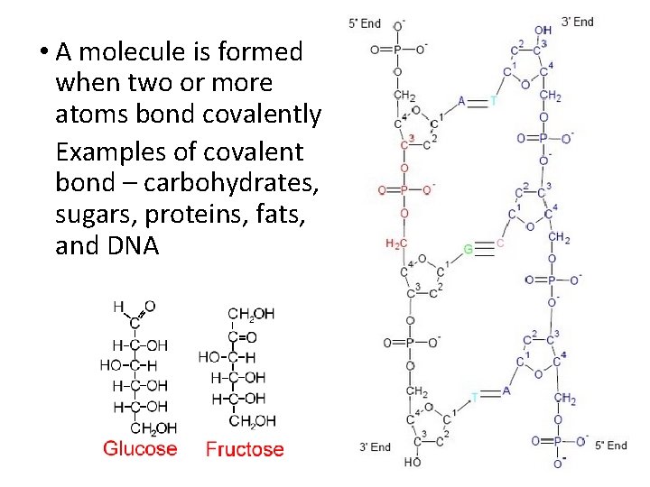  • A molecule is formed when two or more atoms bond covalently Examples