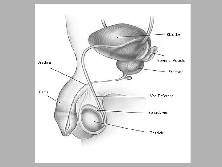 Bladder Urethra Seminal Vesicle Prostate Penis Vas Deferens Epididymis Testicle 