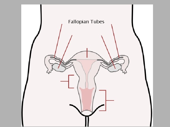 Fallopian Tubes 