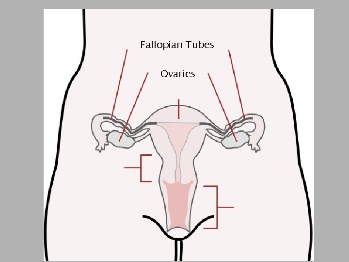 Fallopian Tubes Ovaries 