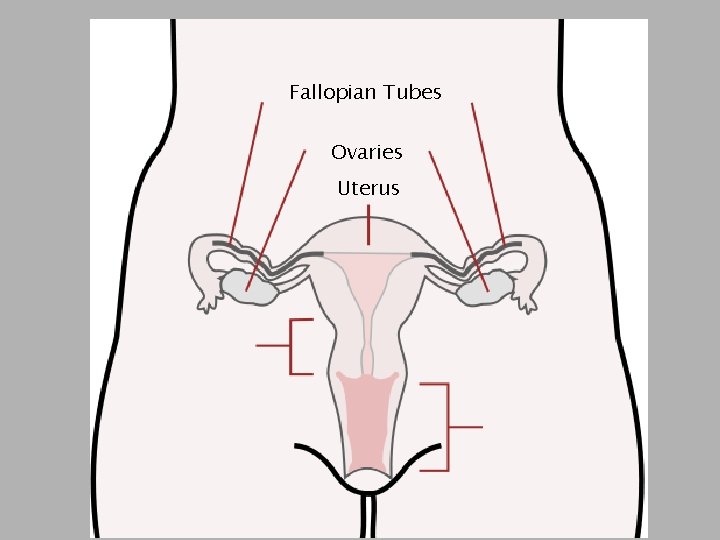 Fallopian Tubes Ovaries Uterus 