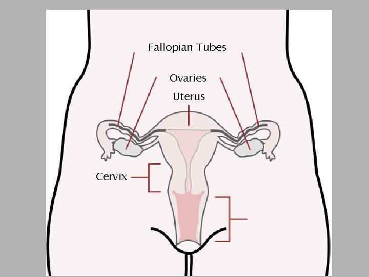 Fallopian Tubes Ovaries Uterus Cervix 