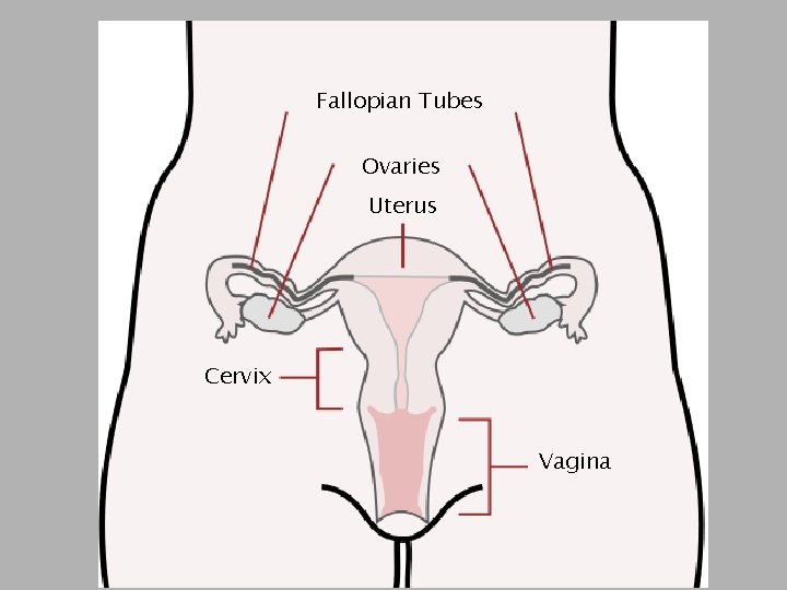 Fallopian Tubes Ovaries Uterus Cervix Vagina 