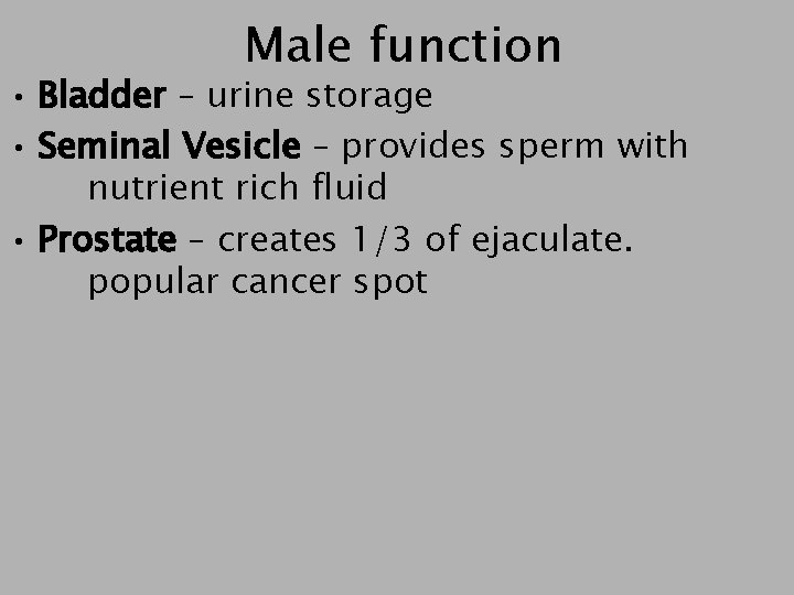 Male function • Bladder – urine storage • Seminal Vesicle – provides sperm with