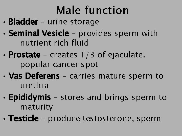 Male function • Bladder – urine storage • Seminal Vesicle – provides sperm with