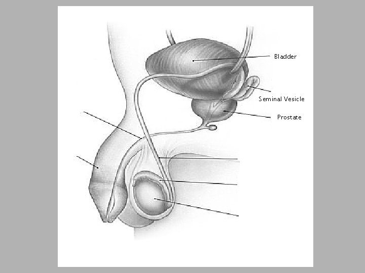 Bladder Seminal Vesicle Prostate 